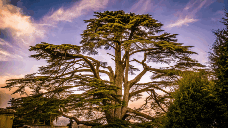Do the Cedar Trees of Lebanon Have Spiritual Importance to Locals Beyond the Flag