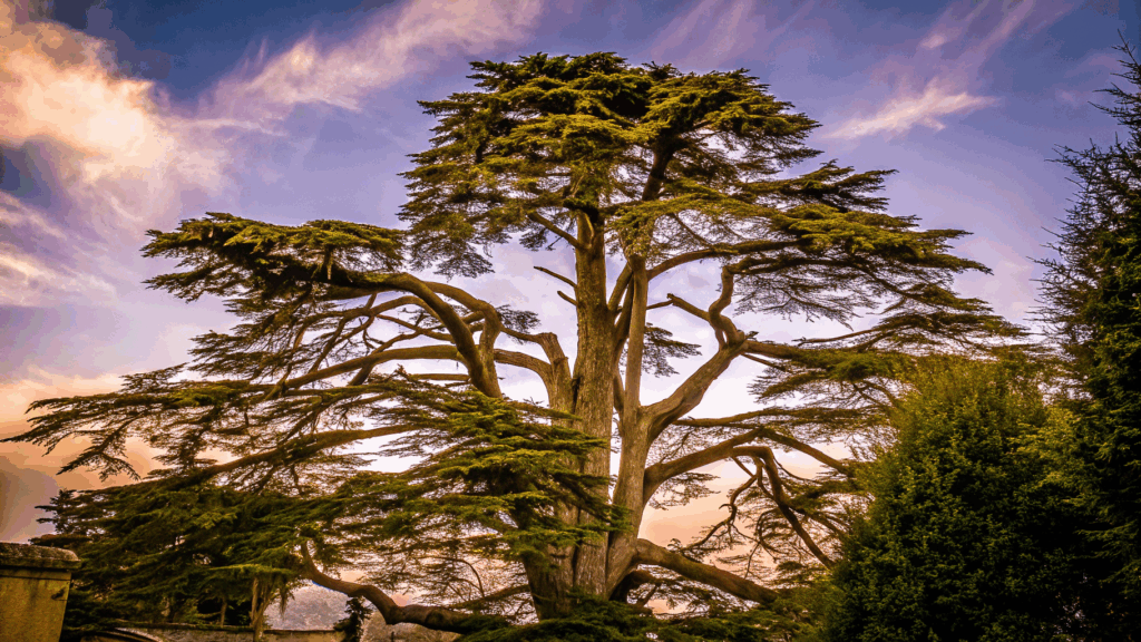 Do the Cedar Trees of Lebanon Have Spiritual Importance to Locals Beyond the Flag